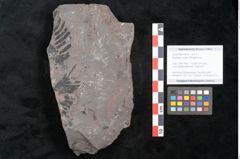 Foto (Objekt + Etikett) von Equisetum ungeri Ettingshausen (NHMW-GEO-2024-0188-10619)